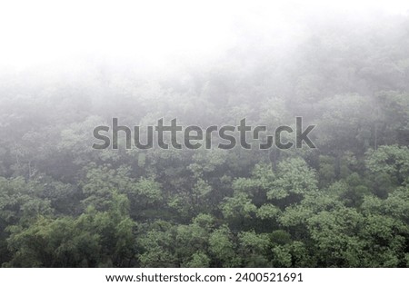 Exterior photo view of a humid jungle rain forest woods with mist fog over the green fresh trees foliage with green greeny natural leaves during a misty morning or day