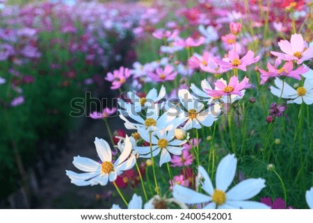 Share pictures of various beautiful flowers.