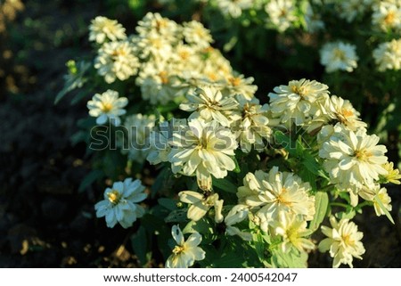 Share pictures of various beautiful flowers.