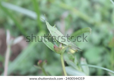 This picture shows a grasshopper sitting on the grass. The color of the grasshopper is green so it looks like it is camouflaged with the green grass