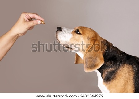 The beagle dog is waiting to be given a pill from the hands of the owner or a doctor. The concept of pet supplements, holistic pet health.  Royalty-Free Stock Photo #2400544979