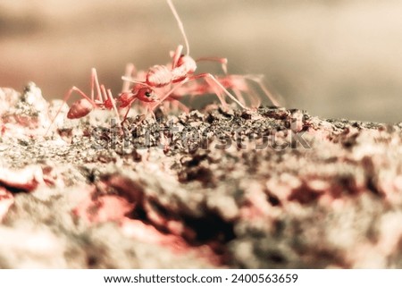 The fire ant in activity				