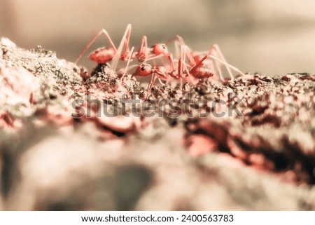 The fire ant in activity		