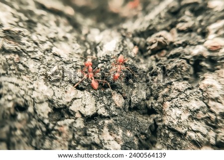 The fire ant in activity       	