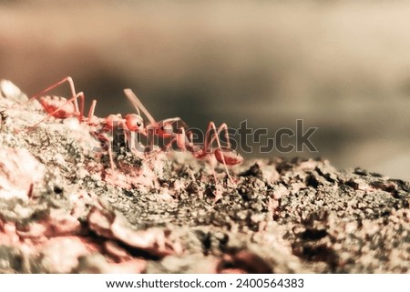 The fire ant in activity
					
