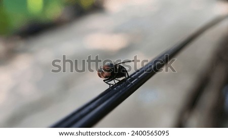 Macro Shot. Beautifull Nature Scene. Close-up of the Insect