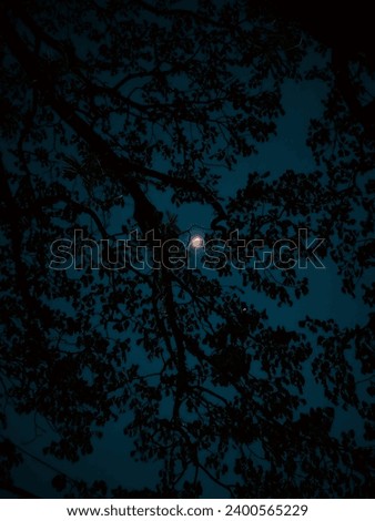 A Moon picture between Tree