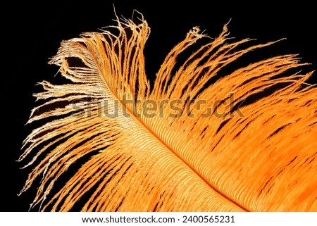 It's a bright macro photo of end of an orange feather. There is yellow feather on a black background. It's a close up view of an yellow feathers.