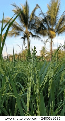 rice in green rice fields with a background of coconut trees in the blue sky