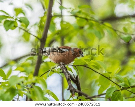 Common chaffinch sits on a tree. Beautiful songbird Common chaffinch in wildlife. The common chaffinch or simply the chaffinch, latin name Fringilla coelebs. Royalty-Free Stock Photo #2400572811