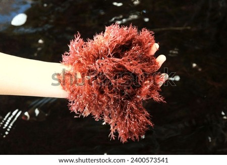Close up picture of red seaweed (Branched halymenia) in cultivation farming. Halymenia durvillei is a red algae distributed along coasts of Southeast Asian countries. It is a product for food.