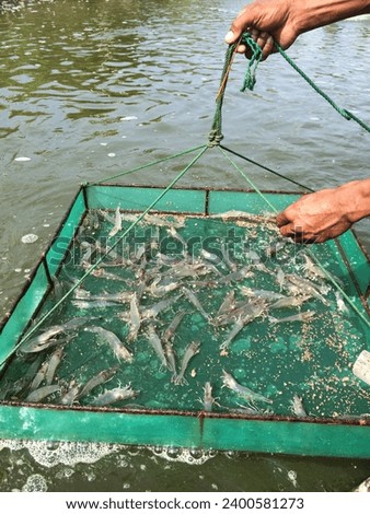 Anco is shrimp farming equipment in the form of a lift net to assist farmers in monitoring the feeding behavior of cultivated shrimp. Royalty-Free Stock Photo #2400581273