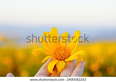Yellowish flower on hand. Beautiful background for powerpoint.