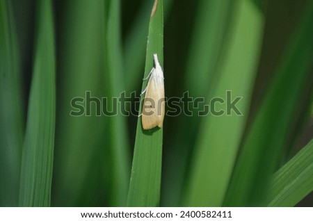Butterfly Waithing to laying egg in leaf surface of paddy