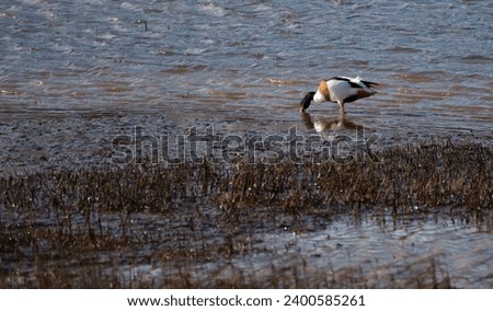 Common shell duck wading through the estuary water on a November morning. These water fowl have a scientific name of Tadorna Tadorna.  Royalty-Free Stock Photo #2400585261