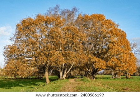 A beautiful image of English countryside with a large oak tree basking in early morning sunlight. Vibrant rural landscape picture.