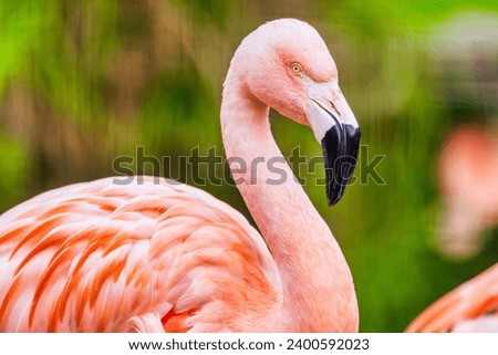 Chilean flamingo, Phoenicopterus chilensis, with a beautiful pink background. Beautiful pink waterfowl with yellow eyes in the morning. Wildlife scene. Animal, protection concept