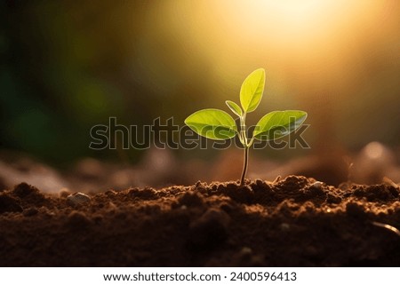 Young plant springing up out of the soil Royalty-Free Stock Photo #2400596413