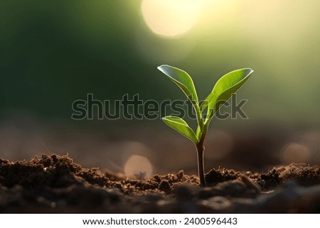 Young plant springing up out of the soil Royalty-Free Stock Photo #2400596443
