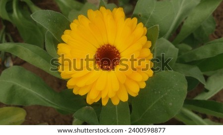 Calendula officinalis , the pot marigold daisy family ornamental flowering plant in yellow and orange flower colors