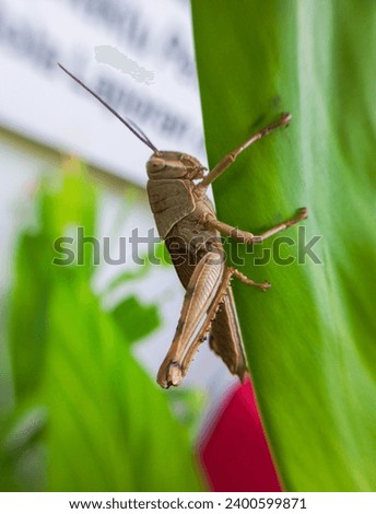 Grasshoppers have the typical insect body plan of head, thorax, and abdomen. brown Garden Locust, Bugs on the Green leaf, sometimes used as symbols, are used as food, Walang or Belalang in Indonesia