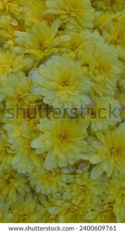 Yellow chrysanthemums in autumn morning Images