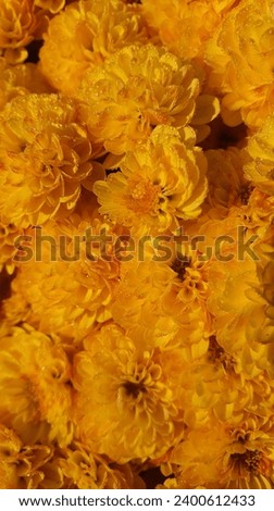 Yellow chrysanthemums in autumn morning Images