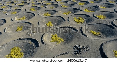 Aerial view of wine growing district of la geria. Tratitional culitvation of vines in a lava field near Timanfaya national park. Lanzarote, Spain, Europe