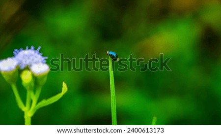 "An insect perched on a lush green tree, showcased in a stunning macro shot."