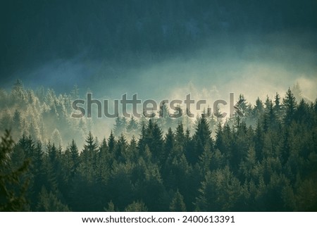 Misty pine forest on the mountain slope in a nature reserve Royalty-Free Stock Photo #2400613391