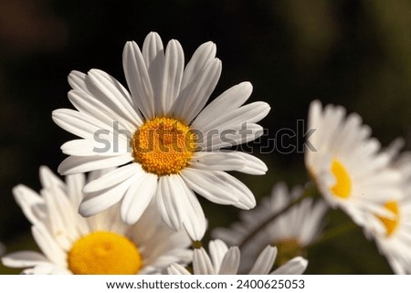 Closeup, macro view of daisies outdoors in nature. Middle of June, sunshine.
