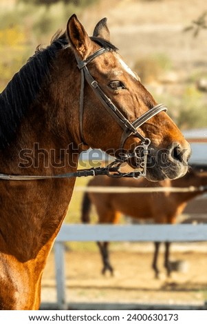Portrait of a beautiful dark brown horse on a range in Spain.