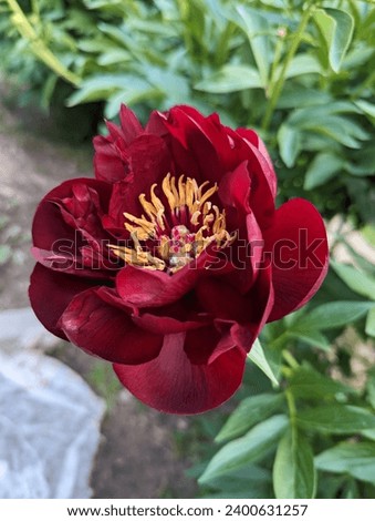 Peony Buckeye Belle. The flowers are semi-double rose-shaped, 5-6 row, dark red-brown. Royalty-Free Stock Photo #2400631257