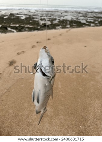 The sargo or white seabream. Sargo fish in fishing rod.