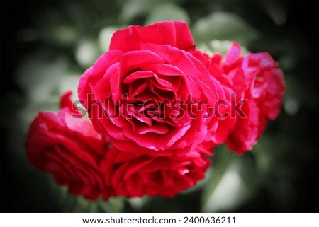 Blooming red roses in botanical garden, beautiful flowers, natural background for text, color photo
