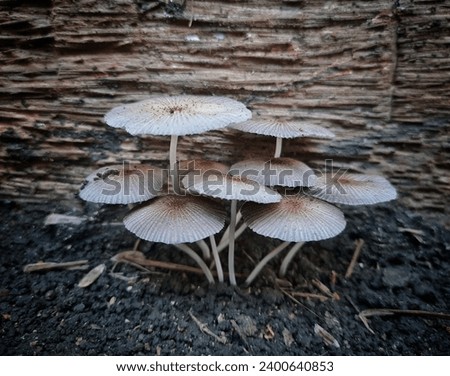 A Picture of a brown, poisonous mushroom growing on the ground