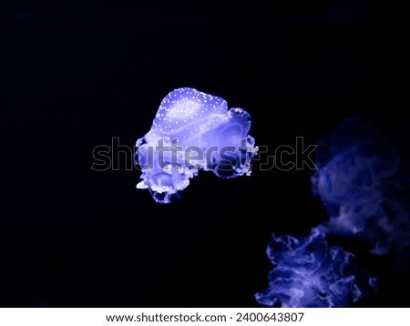 Phyllorhiza punctata. White-spotted jellyfish. Australian spotted jellyfish underwater on a dark blue background. Colorful underwater world background