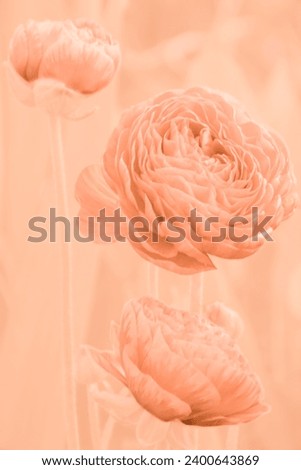 Flowers and buds of apricot-colored ranunculus on stems on a background of apricot crush color. Delicate floral background in the trend color of the year 2024 peach fuzz, pantone