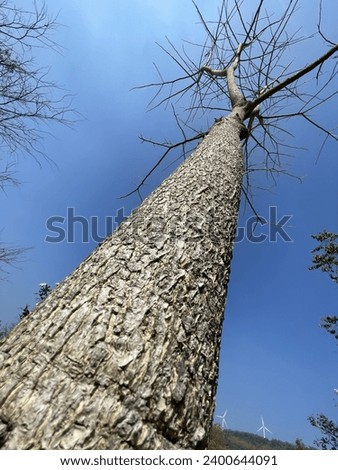 Leafless trees and bright blue sky