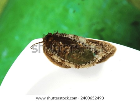 Abalone (ear shells, sea ears, muttonshells) is climbing on white plate at sea farming. Halrotis asinine is a fairly large species of sea snail (marine gastropod molluscs), very delicious sea food. Royalty-Free Stock Photo #2400652493