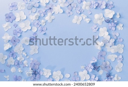 blue and white  hydrangea flowers on blue background