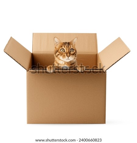 Cute Bengal cat sitting in a cardboard box. The cat looks out of the box on a white background.