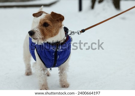 Cute Jack Russell Terrier in pet jacket on snow outdoors
