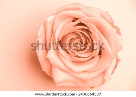 Open rose flower with beautifully unfolded petals in the color of the year 2024 peach fuzz,pantone, top view, isolated. Stabilized flowers