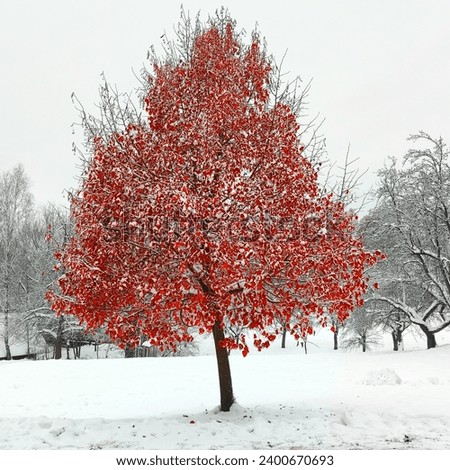 Nature, beautiful red tree in snowy landscape, village and trees, natural background for text, winter time, cold weather, color photography