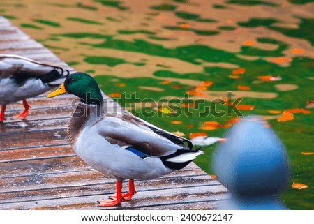 Wild duck by the beautiful King Lake in Germany