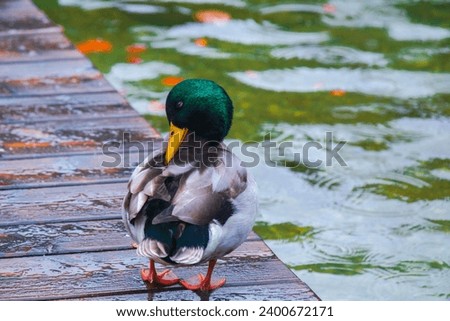 Wild duck by the beautiful King Lake in Germany