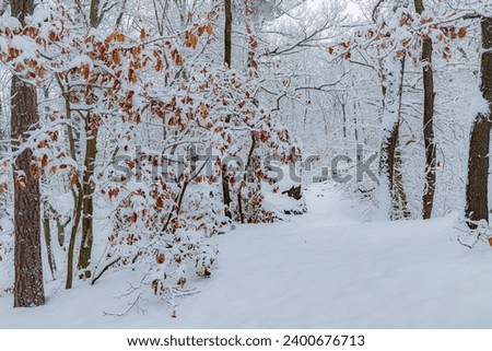 Snowy mood in a silent forest