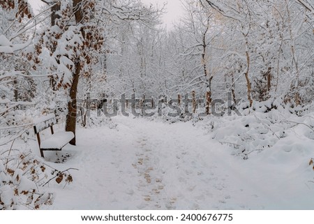 Snowy mood in a silent forest