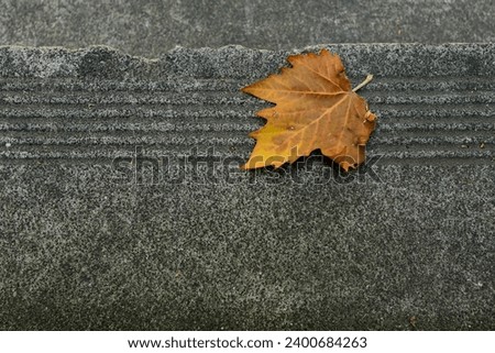 A fallen leaf on a natural stone floor